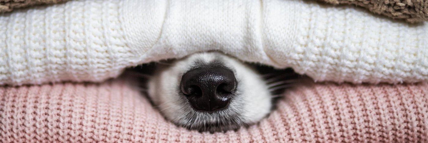 A cozy dog, sleeping in blankets cozy dog noise in blankets