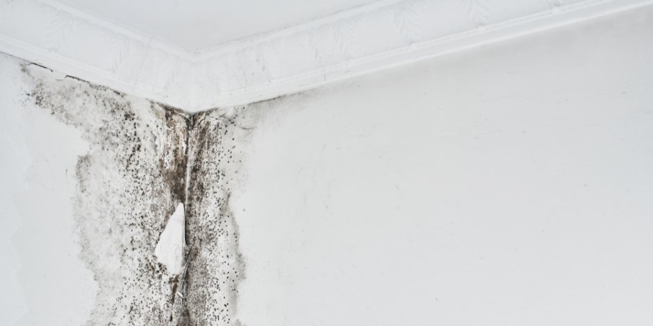 mold mildew in home on walls